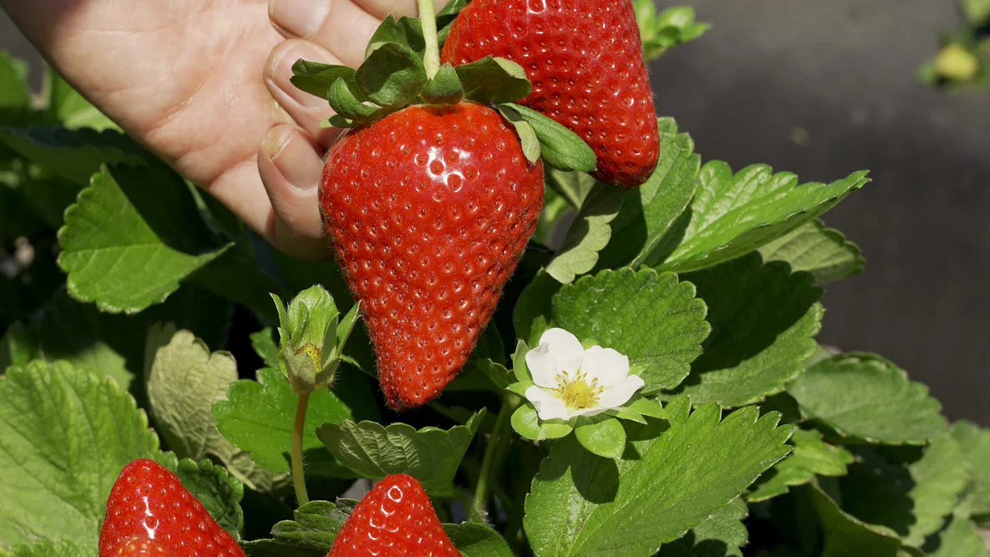 Florida Felicity® Short Day Strawberry