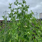Oregon Giant Snow Pea