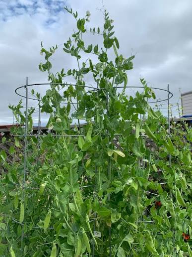 Oregon Giant Snow Pea