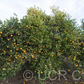 Rotuma Island Sweet Orange Budwood citrus plant material online shopping