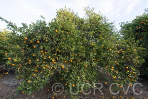 Rotuma Island Sweet Orange Budwood citrus plant material online shopping