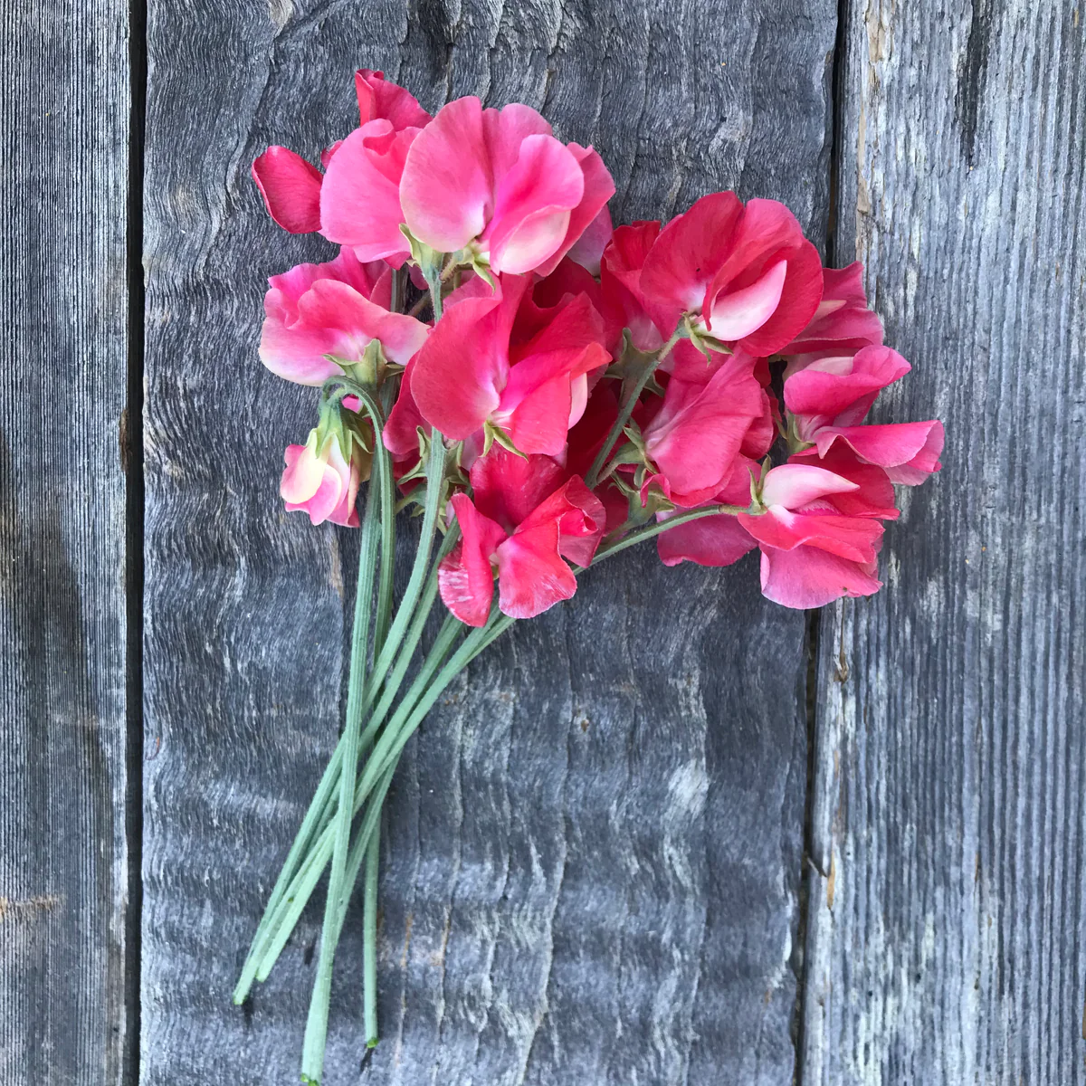 Happy Birthday Sweet Pea seeds online shopping