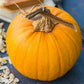 Naked Bear F1 Pumpkin