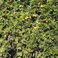 Madam Venus Sweet Orange Seed citrus plant material online shopping