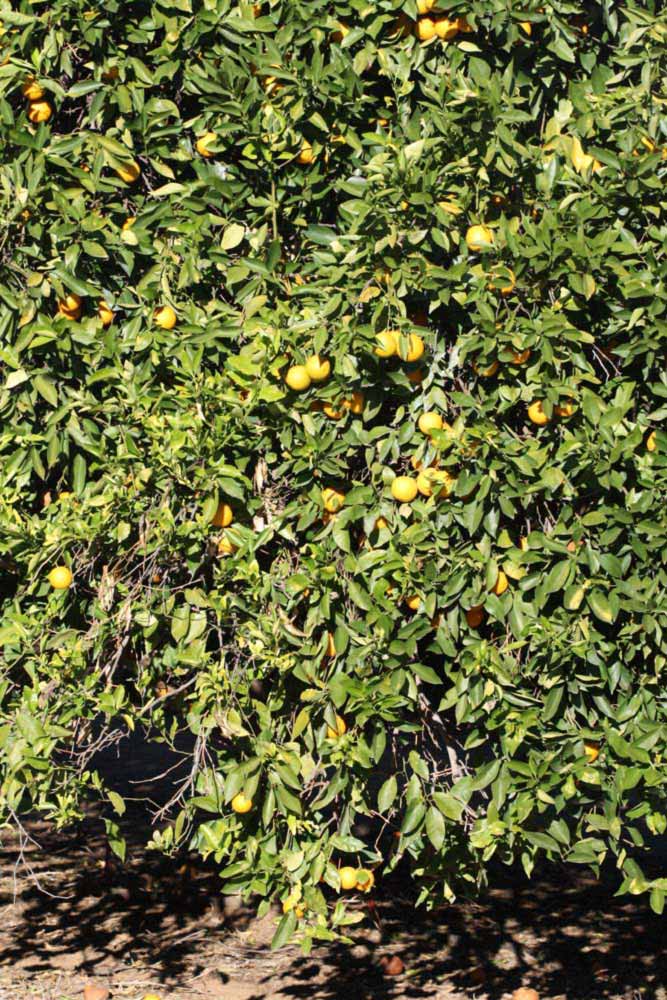 Madam Venus Sweet Orange Seed citrus plant material online shopping