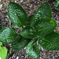 Midnight Oil Hosta Plants online shopping