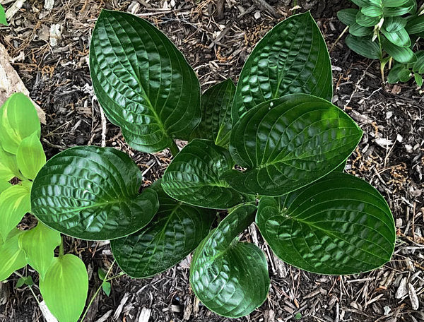 Midnight Oil Hosta Plants online shopping