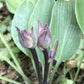 Evening Blush Hosta Plants online shopping