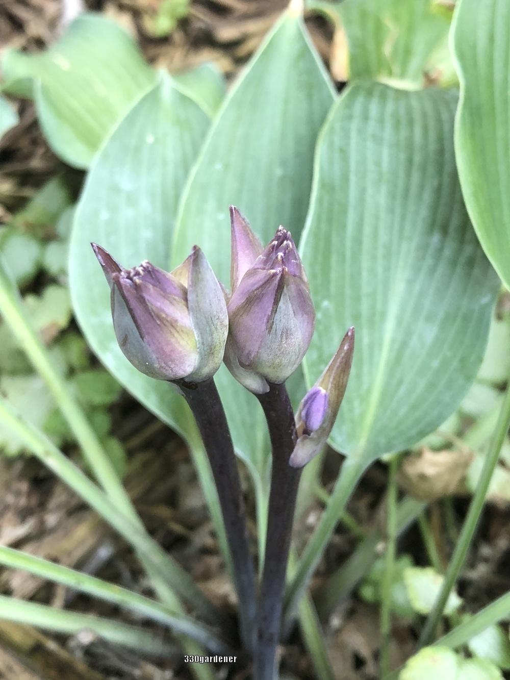 Evening Blush Hosta Plants online shopping