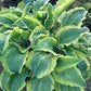 Leather And Lace Hosta Plants online shopping