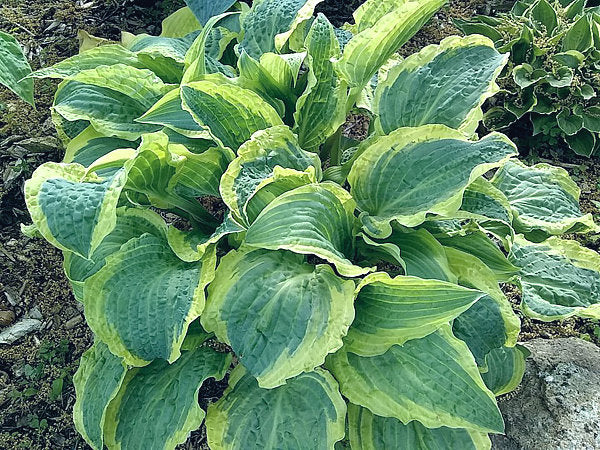 Leather And Lace Hosta Plants online shopping