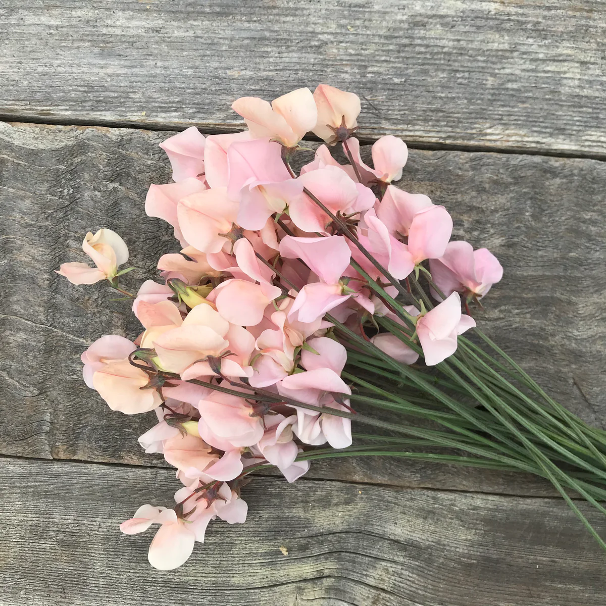 Shell Pink Sweet Pea seeds online shopping
