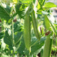 Little Marvel Shelling Pea