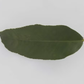Bergamot Sour Orange Hybrid Budwood citrus plant material online shopping