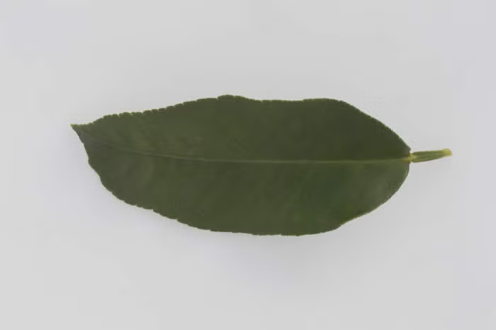 Bergamot Sour Orange Hybrid Budwood citrus plant material online shopping