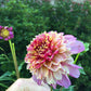 Twilite Dahlia Plants online shopping
