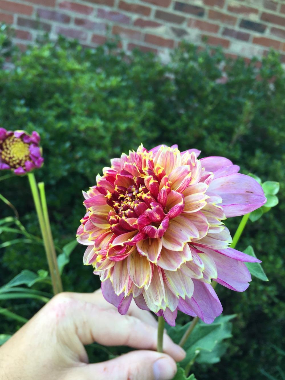 Twilite Dahlia Plants online shopping