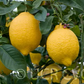 Limonero Fino Largo 95 Lemon Budwood citrus plant material online shopping
