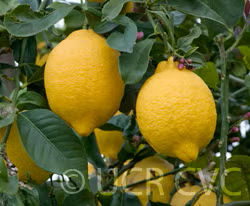 Limonero Fino Largo 95 Lemon Budwood citrus plant material online shopping