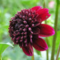 Rock Star Dahlia
