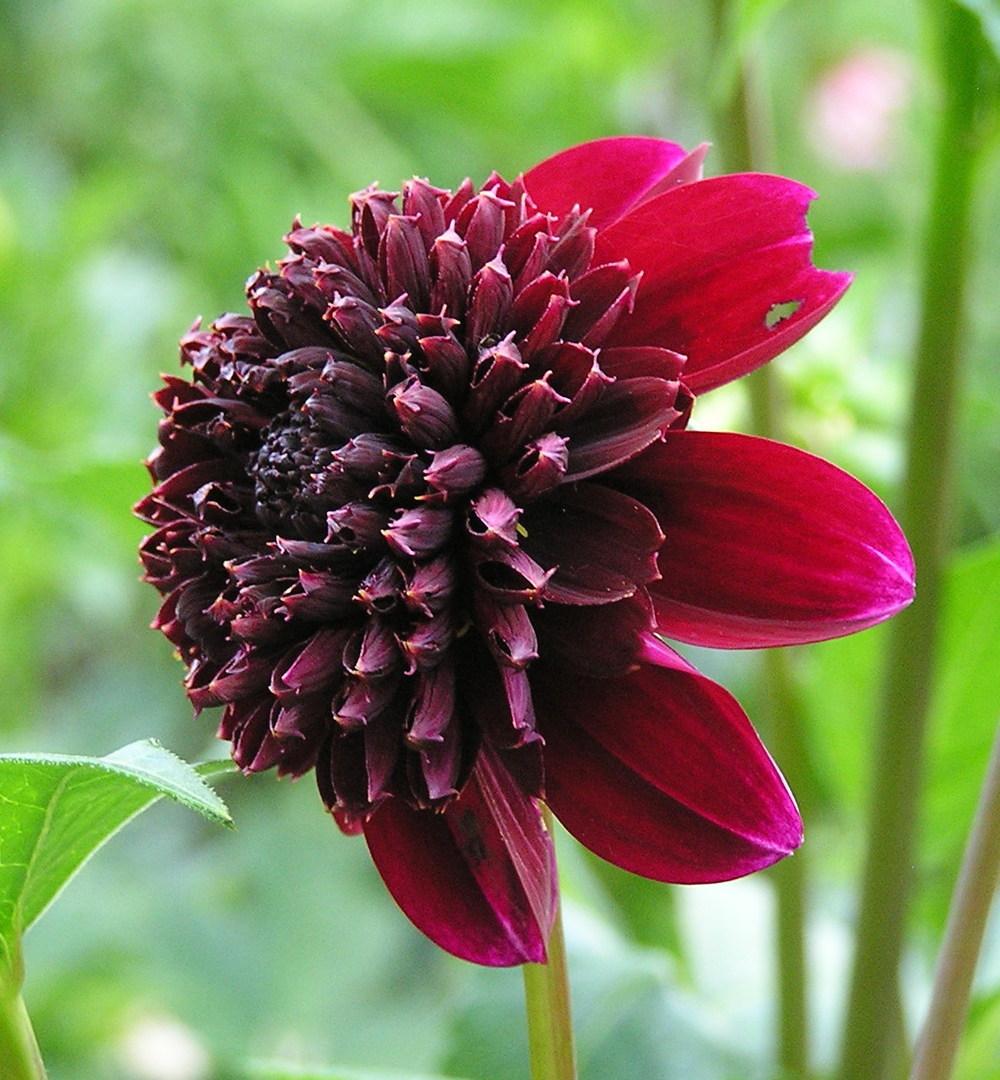 Rock Star Dahlia