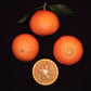 Ortanique Tangor Mandarin Budwood citrus plant material online shopping