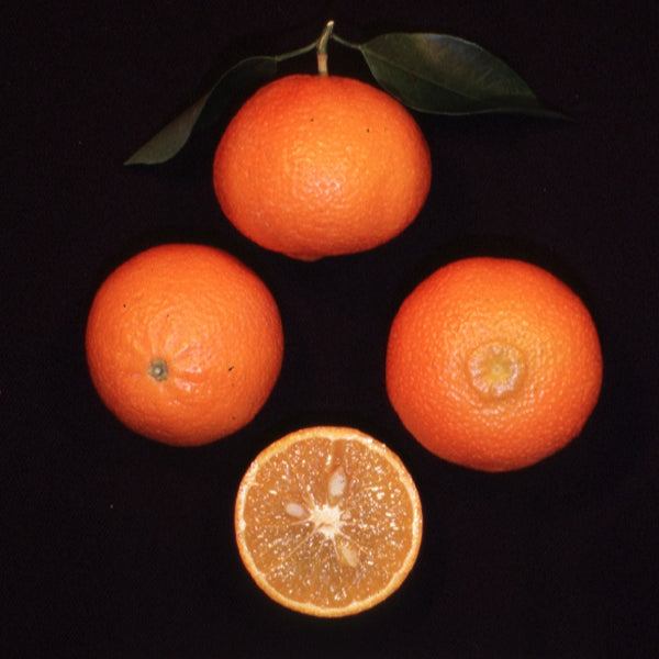 Ortanique Tangor Mandarin Budwood citrus plant material online shopping