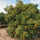 Seville Sour Orange Plant citrus plant material online shopping