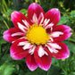 Double Trouble Dahlia Plants online shopping