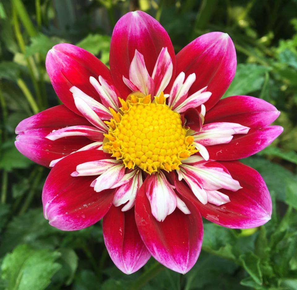 Double Trouble Dahlia Plants online shopping