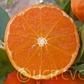Hansen Mandarin Budwood citrus plant material online shopping