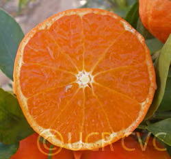 Hansen Mandarin Budwood citrus plant material online shopping