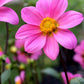 Bonne Espérance Dahlia Plants online shopping