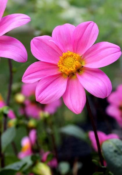 Bonne Espérance Dahlia Plants online shopping