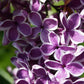 Sensation Lilac lilac plant online shopping