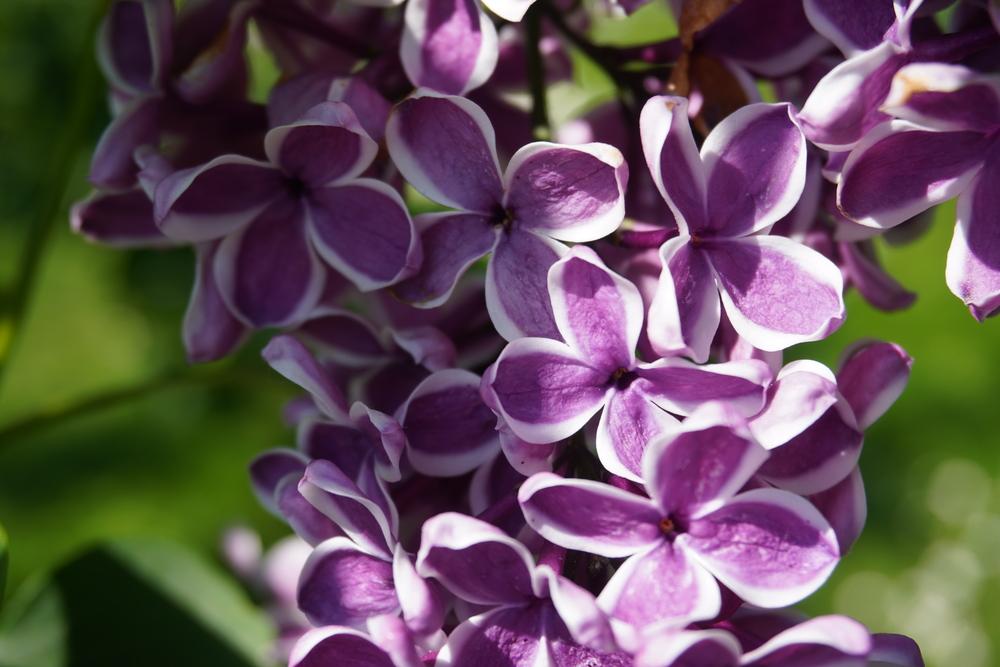 Sensation Lilac lilac plant online shopping