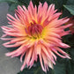 Brookside Cheri Dahlia