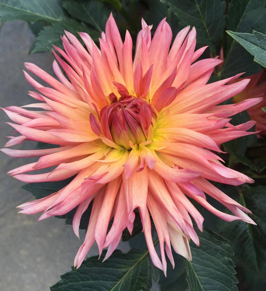 Brookside Cheri Dahlia