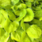 Ladybug Hosta Plants online shopping