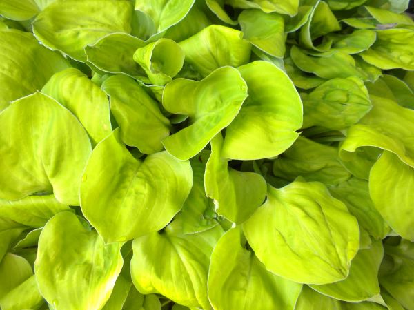 Ladybug Hosta Plants online shopping
