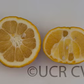 Bouquetier de Nice Sour Orange Budwood citrus plant material online shopping