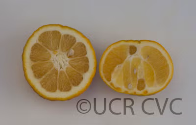 Bouquetier de Nice Sour Orange Budwood citrus plant material online shopping
