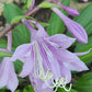 Red Zeppelin Hosta Plants online shopping