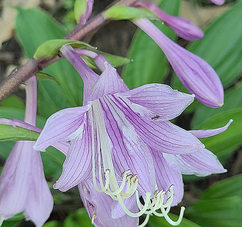Red Zeppelin Hosta Plants online shopping