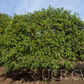 Citrus Sunki Mandarin Budwood citrus plant material online shopping