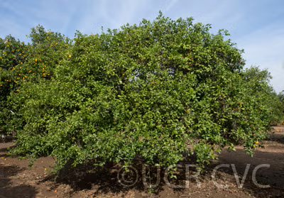 Citrus Sunki Mandarin Budwood citrus plant material online shopping