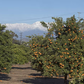 Richard's Special Mandarin Budwood citrus plant material online shopping