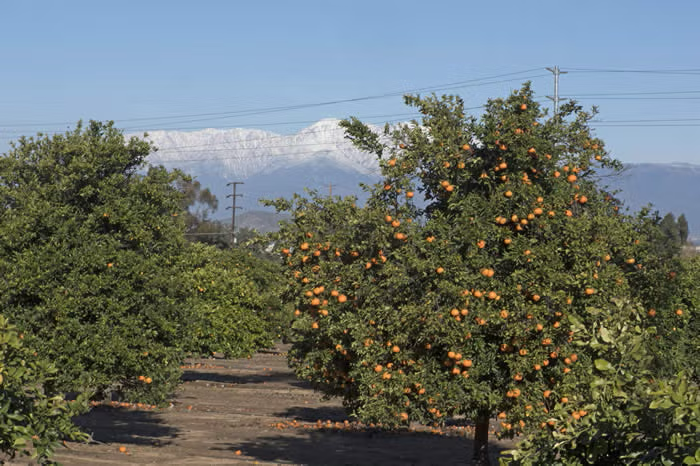 Richard's Special Mandarin Budwood citrus plant material online shopping