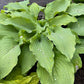 Number Nine Hosta Plants online shopping