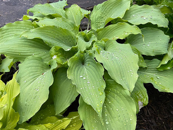Number Nine Hosta Plants online shopping